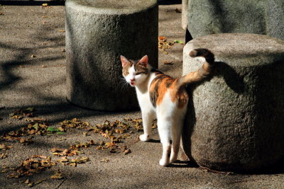 Cat, Naritasan park, Narita, Japan