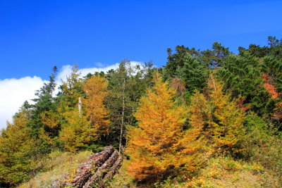 Fall colors, Fuji-Hakone-Izu National Park, Japan