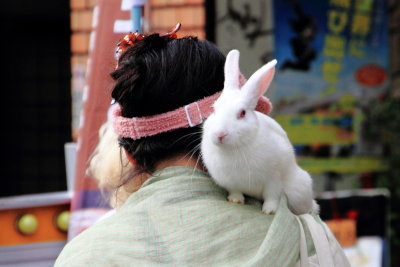 Rabbit, Kyoto, Japan