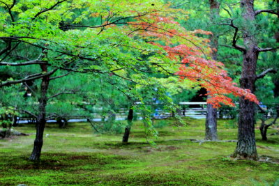 Fall, Rokuon-ji Temple, Kinkaku-ji,  Kyoto, Japan