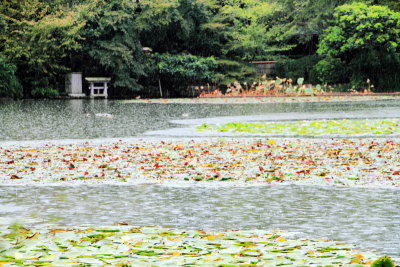 Kyoyochi Pond, Ryōan-ji, The Temple of the Dragon at Peace, Kyoto, Japan