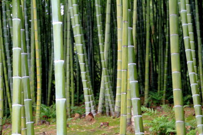 Bamboo, Tenryū-ji, Arashiyama, Kyoto, Japan