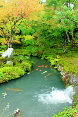 Waterfalls, fish, garden, Tenryū-ji, Arashiyama, Kyoto, Japan