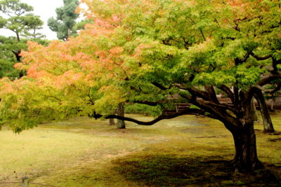 Ninomaru Garden, fall, Nijo Castle, Kyoto, Japan