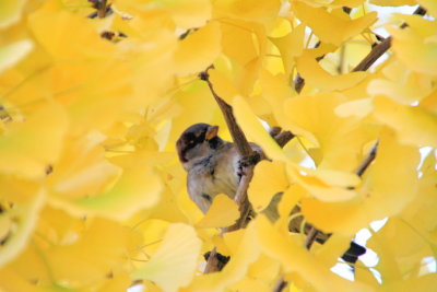 Bird in fall, Chicago, Illinois