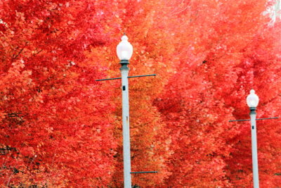 Lamp in Fall, Millennium Park, Chicago, Illinois