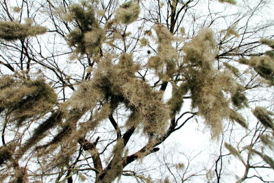 Spanish Moss