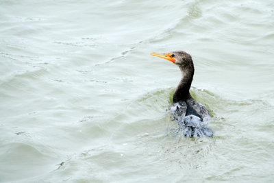 Duck on the Savannah river