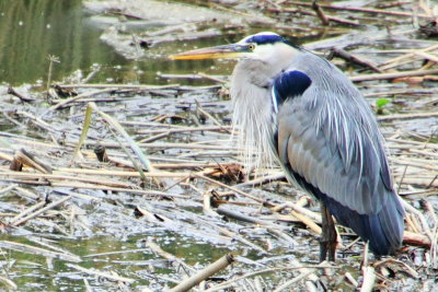 Great Blue Heron, Savannah National Wildlife Refuge