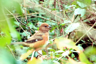 Sparrow, Savannah National Wildlife Refuge