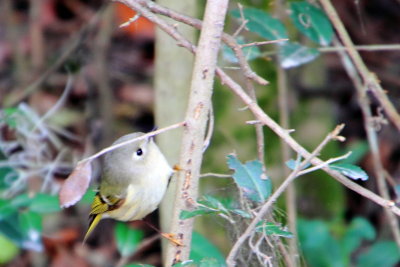 Bird, Savannah National Wildlife Refuge