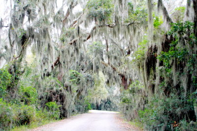 Savannah National Wildlife Refuge