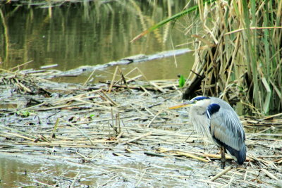 Great Blue Heron, Savannah National Wildlife Refuge
