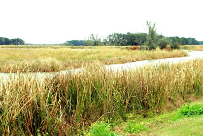 Savannah National Wildlife Refuge