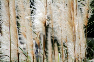 Natural Feather brush