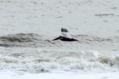 Pelican, Coligny beach, Atlantic Ocean
