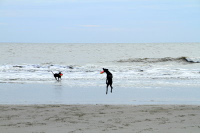 Frisbee with dog, Coligny beach, Atlantic Ocean