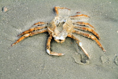 Crab, Coligny beach, Atlantic Ocean