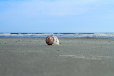 Shell, conch, Coligny beach, Atlantic Ocean