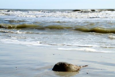 Sting Ray, Coligny beach, Atlantic Ocean