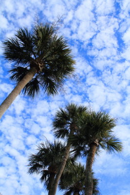 Trees, Shipyard Plantation