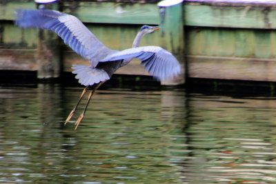 Great Blue Heron in flight