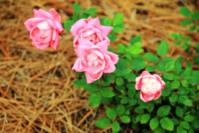 Roses, Shipyard Plantation