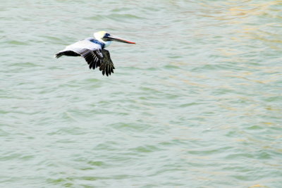 Pelican, Harbour Town