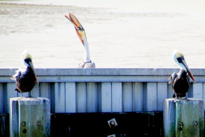 Pelican, Harbour Town