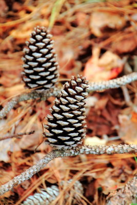 Pine cone, Sea Pines Forest Preserve