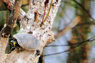 Turtle, Sea Pines Forest Preserve