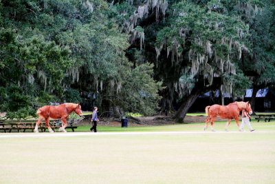 Horses, Middelton Place