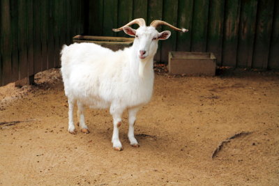 Cashmere goat, Middelton Place