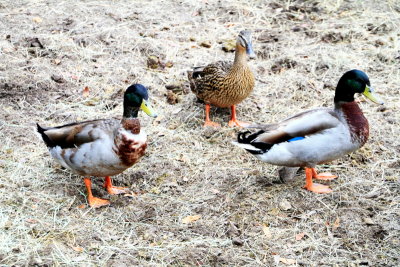 Ducks, Middelton Place