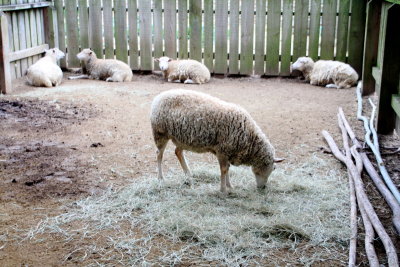 Sheep, Middelton Place