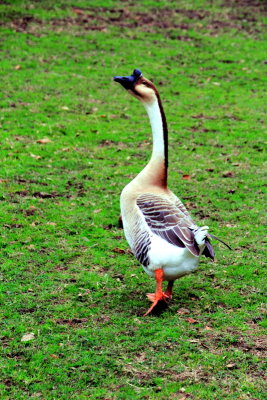 Goose, Middelton Place