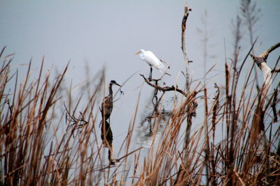 Heron, Middelton Place