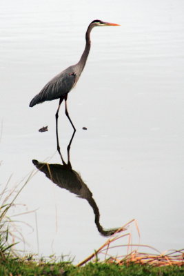 Heron, Middelton Place