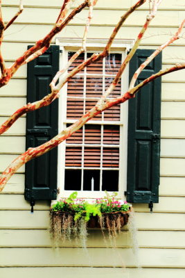 Window, Charleston Historic District