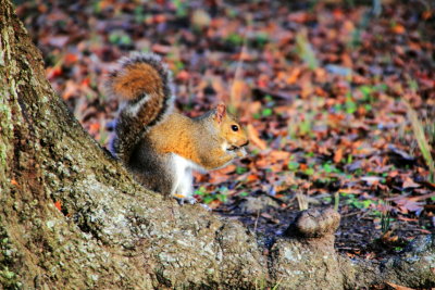 Squirrel, The Battery, White Point Gardens, c.1844