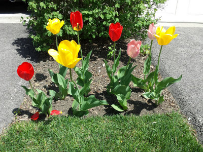 Tulips in Palatine