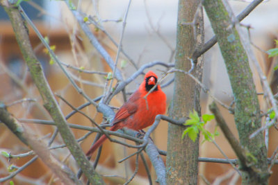 Red Cardinal, Palatine, Illinois