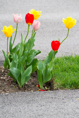 Tulips in Palatine