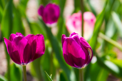 Tulips, Chicago, Illinois