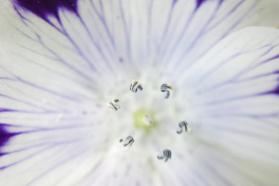 Chicago Botanic Garden macro