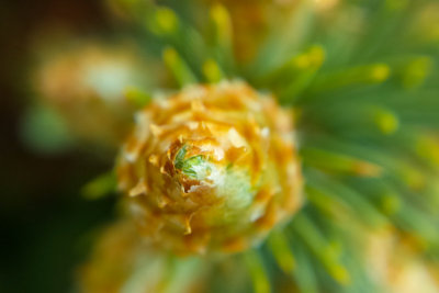 Chicago Botanic Garden macro pine family