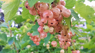 Berries, Saint-Puy, France