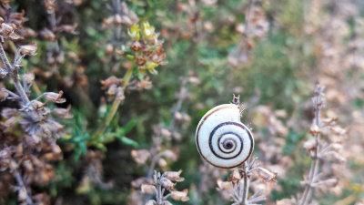 Escargot, snail, Saint-Puy, France