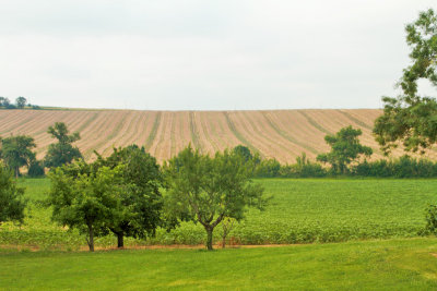 Wheat farm, Saint-Puy, France