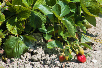 Strawberries, St.Puy, France